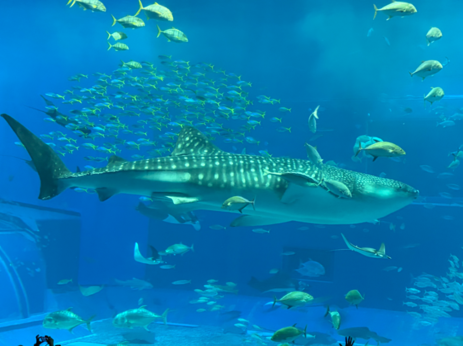 沖縄美ら海水族館
